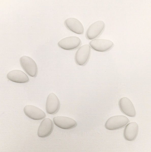 Boite 1kg Philomène - Avola